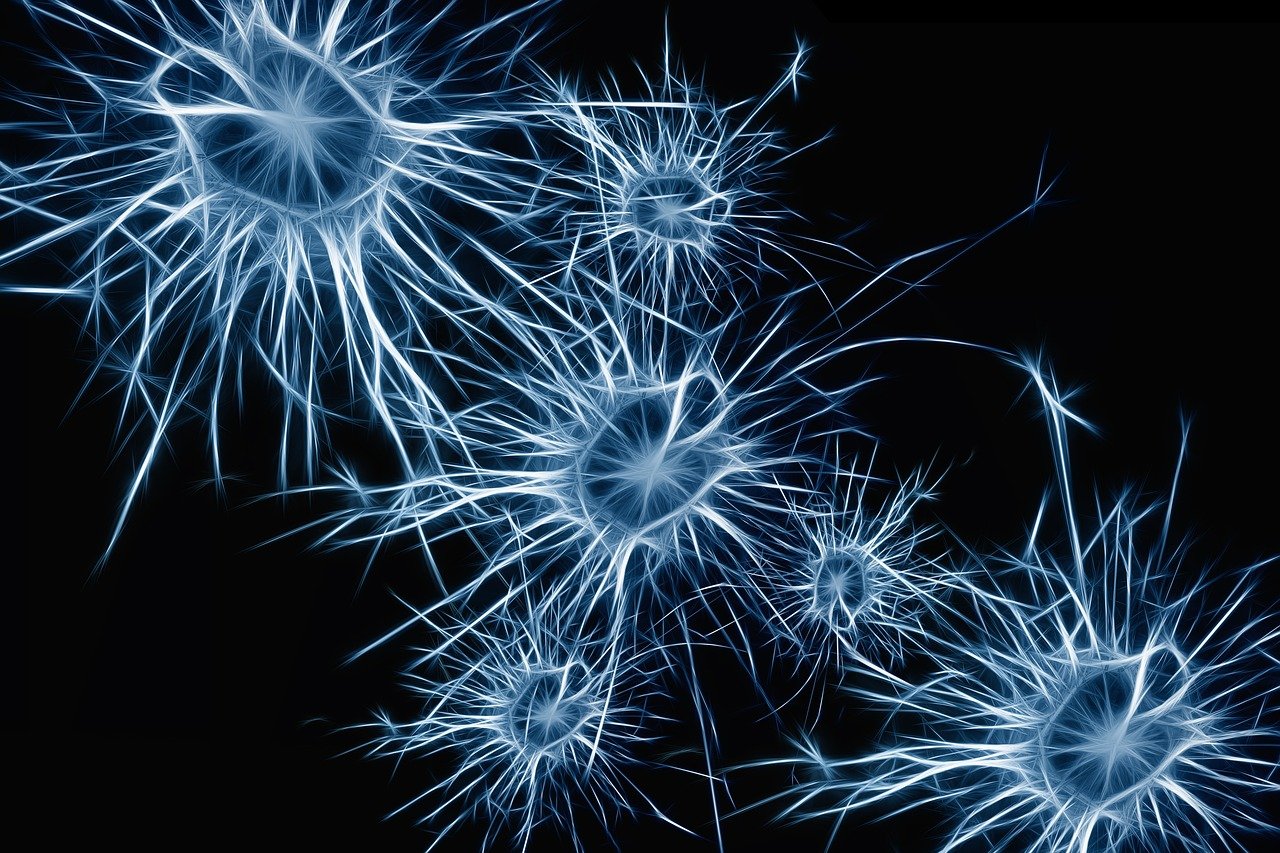 Neurones de couleur bleues.